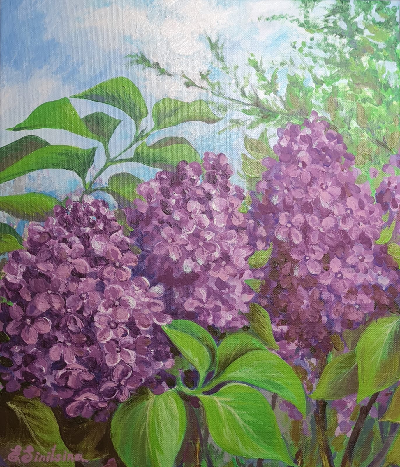 Сирень